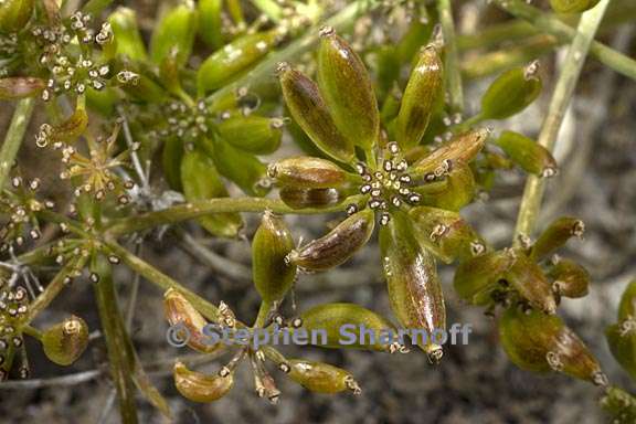 lomatium torreyi 3 graphic